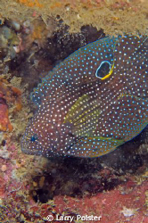 "Comet" this rarely seen fish is unique with the white ri... by Larry Polster 